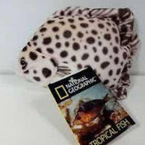 Peluche - Poissons tropicaux
